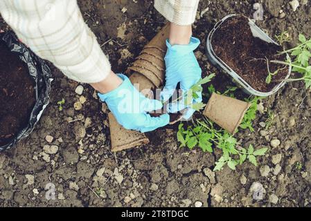 Frau Hände in blauen Handschuhen, die im Garten arbeiten und frische grüne Tomaten Pflanzen Stockfoto