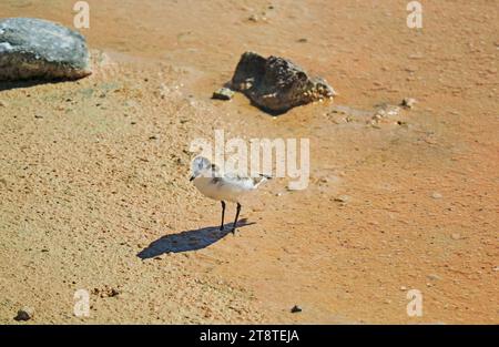 Ein Puna Plover Bird Walking an der Küste der Chaxa Lagune, Teil des Salar de Atacama Salzplatzes in der Region Antofagasta, Nord-Chile, Südamerika Stockfoto
