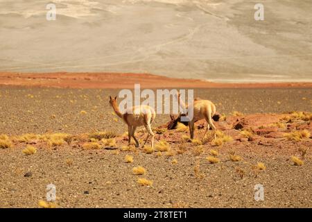 Ein Paar von Wild Vicuna, die in der trockenen Wüste des Los Flamencos National Reserve in Antofagasta Region im Norden Chiles, Südamerika grasen Stockfoto