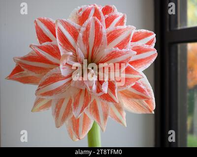 Nahaufnahme der Blume des Hippeastrum „Dancing Queen“ (Syn. Amaryllis Dancing Queen), einer gestreiften orange-weißen Indoor-Winterbirne Stockfoto