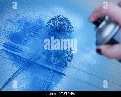 Nahaufnahme der getrockneten allium „Mount Everest“-Samenköpfe, die mit blauer Metallic-Sprühfarbe für weihnachtliches Kunsthandwerk und Dekoration besprüht werden Stockfoto