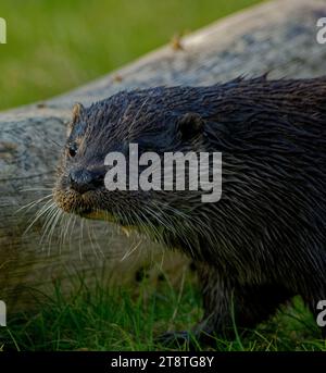 Eurasischer Otter (Lutra lutra) unreif mit nassem Fell, das wachsam aussieht. Stockfoto