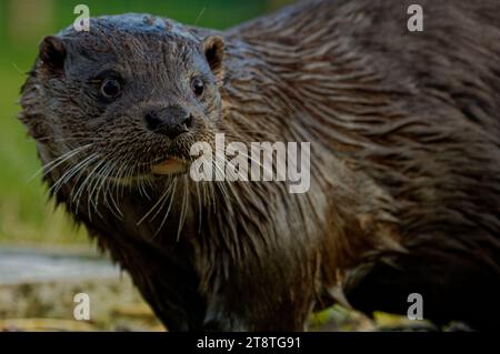 Eurasischer Otter (Lutra lutra) unreif mit nassem Fell, das wachsam aussieht. Stockfoto