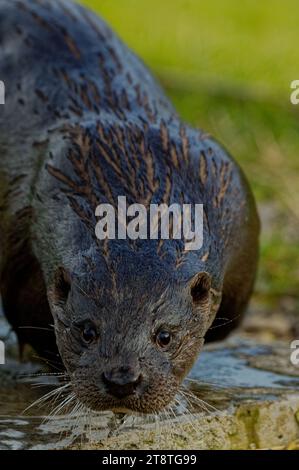 Eurasischer Otter (Lutra lutra) unreif mit nassem Fell, das wachsam aussieht. Stockfoto