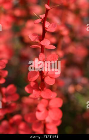 Eine Makroaufnahme mit selektivem Fokus von Orange Rocket Barberry, Berberis thunbergii „Orange Rocket“ Stockfoto