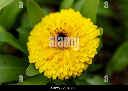englische Ringelblume, Calendula officinalis, die Ringelblume, Ringelblume, Ruddles, Marys Gold oder Scotch Ringelblume aus nächster Nähe Stockfoto