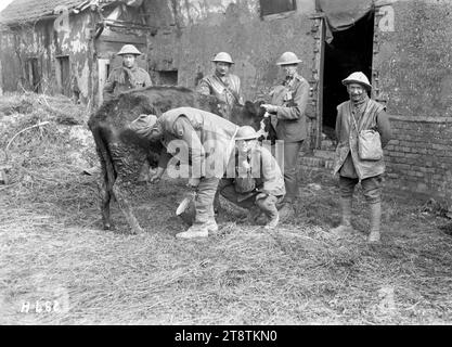 Neuseeländische Soldaten melken eine Kuh in der Nähe der Somme, neuseeländische Soldaten ergreifen die Gelegenheit, frische Milch von einer Kuh zu erhalten, die von ihren Besitzern in einem Dorf an der Somme verlassen wurde. Zeigt einen Soldaten, der eine Kuh melkt, während zwei weitere Soldaten die Bestie stationieren. Foto: Courcelles, Frankreich, 1. April 1918 Stockfoto