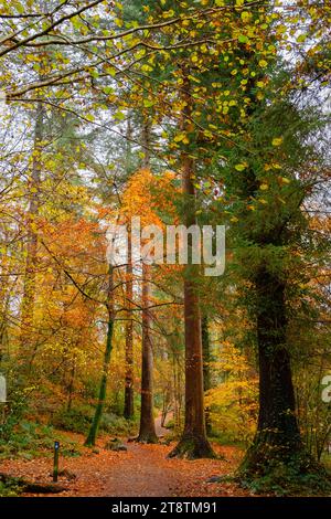 Coed Tan Dinas Walk. Wanderweg durch die Wälder des Gwydir Forest Park mit riesigen Douglasien im Herbst. Betws-y-Coed, Conwy, Wales, Großbritannien Stockfoto