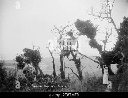 Allgemeine Ansicht von Titirangi, Auckland, Neuseeland mit Blick auf Laingholm Point, allgemeine Ansicht von Titirangi und Umgebung mit Blick nach Süden in Richtung Little Muddy Creek und Laingholm Point. Im Vordergrund steht eine Frau mit einem großen Strohhut und blickt in die Aussicht. Aufgenommen in den frühen 1900er Jahren Stockfoto