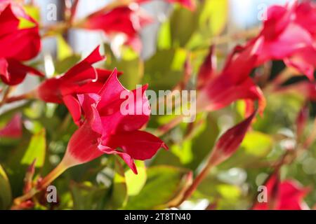 Selektiver Fokus von Adenium obesum, besser bekannt als Wüstenrosenblume im sonnigen Garten Stockfoto