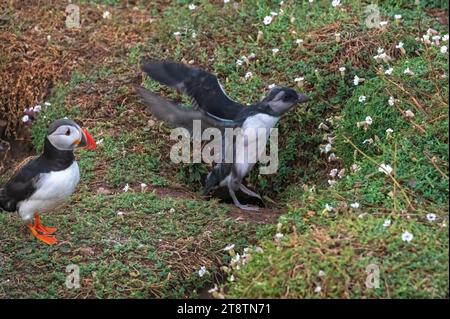 Ein Puffeln vor dem Eingang zu seiner Höhle am frühen Abend auf Skomer Island Pembrokeshire, Wales Stockfoto