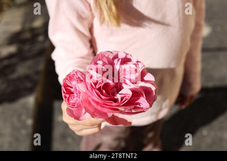 Eine Nahaufnahme einer kleinen Mädchenhand, die Rosa centifolia, die Provence Rose, Kohl Rose oder Rose de Mai Blume hält Stockfoto