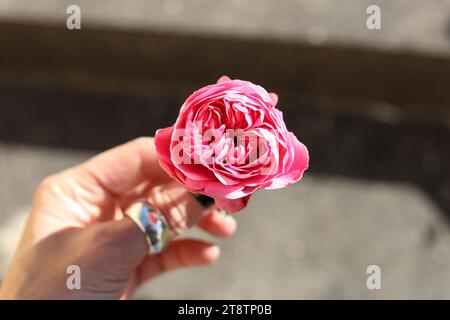 Nahaufnahme einer weiblichen Hand, die Rosa centifolia, die Provence Rose, Kohl Rose oder Rose de Mai Blume hält Stockfoto