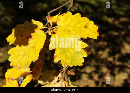 Abschluss von hellgelben Herbsteichenblättern in der Sonne Stockfoto