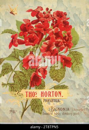 Thomas Horton Ltd.: Thos. Horton Pahiatua. Bignonia (Scharlach). C M Banks Ltd, Wellington, Neuseeland CA 1905, zeigt einen Zweig von scharlachfarbenen Bignonien (auch bekannt als Pandorea) in der Blüte Stockfoto