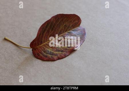 Buntes Herbstblatt aus nächster Nähe auf braunem Papierhintergrund Stockfoto
