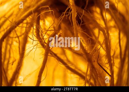 Wurzel der Heilpflanze in Lösung in Glasflasche, alte Methode zur Herstellung der medizinischen Tinktur. Stockfoto