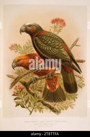 Keulemans, John Gerrard 1842-1912: Kaka Paprot und Sorte 'kaka-kura' - Nestor meridionalis. (Halbe natürliche Größe). / J. G. Keulemans delt. & lith. Platte XVII 1888, zeigt zwei Kaka, die auf dem nördlichen Rata-Baum sitzen Stockfoto