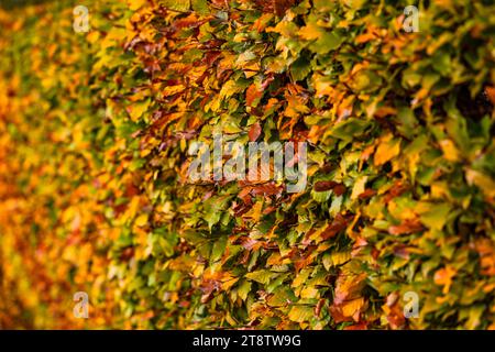 Selektiver Fokus entlang einer Hainbuchenhecke im Herbst mit Blättern in Grün, Gelb und Orange Stockfoto