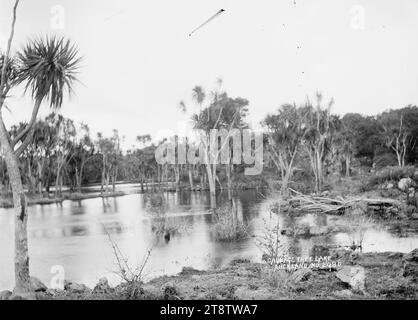 Blick auf den Cabbage Tree Lake, Auckland, Neuseeland, Blick auf einen kleinen See, der von Kohl umgeben ist, Anfang der 1900er Jahre Stockfoto