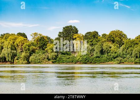 Landschaft, Bäume und Pflanzen am Ufer eines fließenden Flusses an einem klaren Tag. Stockfoto