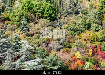 Gemischter Herbstwald, Nadel- und Laubbäume, Hintergrund aus nächster Nähe. Stockfoto