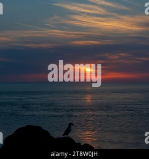 Die Silhouette eines Papageientauchers stand auf den Klippen vor dem Hintergrund des Sonnenuntergangs über Skomer Island, Pembrokeshire, Wales Stockfoto