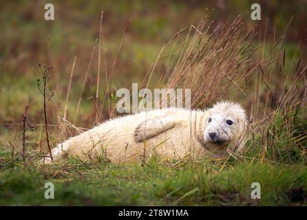 Eine Robbe mit ihrem Welpen im Donna Nook National Nature Reserve im Norden von Lincolnshire, wo sie jedes Jahr Ende Oktober, November und Dezember kommen, um ihre Jungen in der Nähe der Sanddünen zur Welt zu bringen, ein Spektakel, das Besucher aus ganz Großbritannien anzieht. Bilddatum: Dienstag, 21. November 2023. Stockfoto