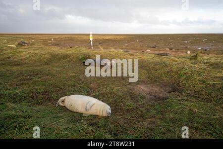 Robben im Donna Nook National Nature Reserve im Norden von Lincolnshire, wo sie jedes Jahr Ende Oktober, November und Dezember ihre Jungtiere in der Nähe der Sanddünen zur Welt bringen, ein Spektakel, das Besucher aus ganz Großbritannien anzieht. Bilddatum: Dienstag, 21. November 2023. Stockfoto