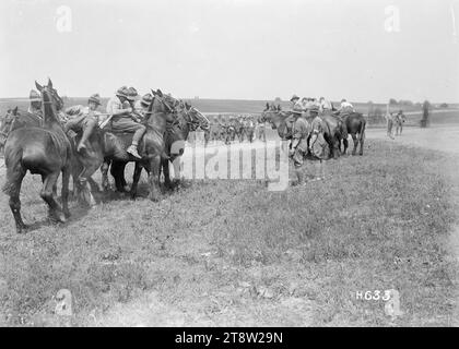 Tauziehen mit Pferden, Neuseeland Artillerie Sport, Louvencourt, 22. Juni 1918 Stockfoto