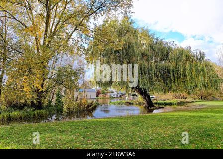 Weidenbaum am Flussufer bei Laleham an einem sonnigen Herbsttag Surrey England UK Stockfoto