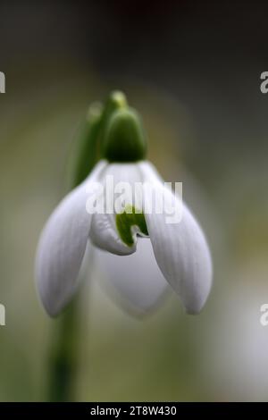 Galanthus Barbar's Double, Double Hybrid Snowdrop; Doppelblumen, doppelt blühend, Hybrid galanthus; Hybrid Snowdrop; Schneeglöckchen; Frühling; Blume; Blumen Stockfoto