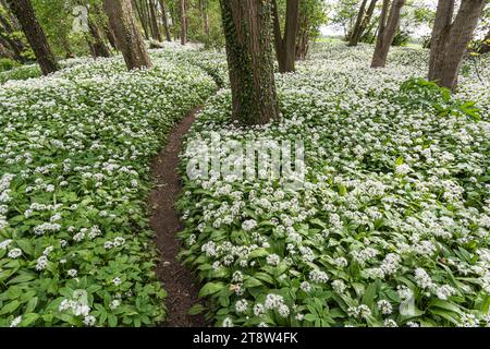 Ramsons Allium ursinum, Teppich auf dem gesamten Waldboden mit ihren weißen Knoblauch duftenden Blüten auf jeder Seite eines schmalen Fußwegs, Co Durham, Mai Stockfoto