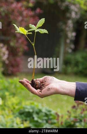 Rosskastanie Aesculus hippocastanum, ein handgehaltener Setzling, der in einem Gartenrand wächst und wahrscheinlich im Herbst, Mai, von einem Eichhörnchen gepflanzt wurde Stockfoto