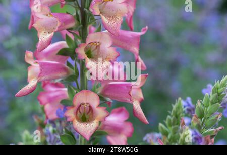 Digitalis, dramatische Blumenspitzen mit glockenähnlichen Blumen, Gartenrand, Juni Stockfoto