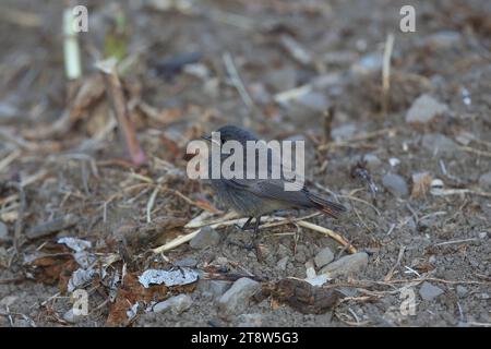Black Redstart, Phoenicurus ochruros, Jungtiere, Pyrenäen, Nordspanien Stockfoto