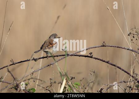 Whitethroat, Sylvia communis, männlich auf Brombeere, Dungeness, Kent, uk Stockfoto