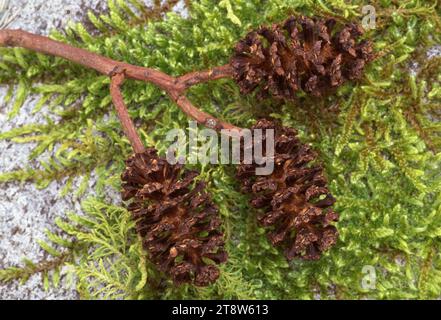 Erle (Alnus glutinosa) Nahaufnahme des gefallenen Kegels unter dem Baum, Inverness-shire, Schottland, Mai 1998 Stockfoto