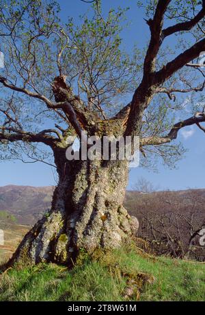 Alder (Alnus glutinosa) reifer Baum am Fluss Farrar, Glen Strathfarrar, Inverness-shire, Schottland, Mai 1994 Stockfoto