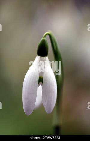 Galanthus The O’Mahony Straffan, Hybrid-Schneeglöckchen, irischer Ursprung, irischer Schneeglöckchen, Schneeglöckchen, Frühling, Blume, Blumen, RM Floral Stockfoto