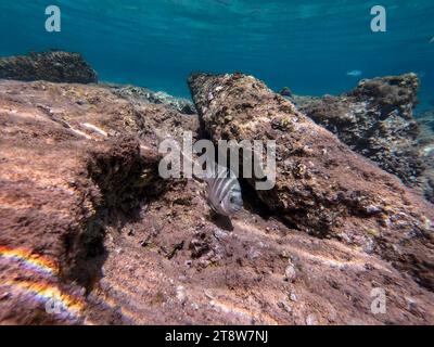 Der Dreitopf Dascyllus (Dascyllus trimaculatus), bekannt als Domino-Damsel oder einfach Domino, ist eine Art des Degoistischen aus der Familie Pomacentridae und Stockfoto