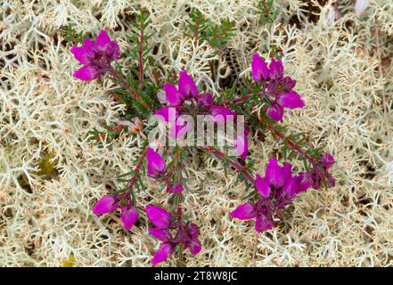 Bell Heather (Erica cinerea) aus der Nähe von Pflanzen, die unter Flechten auf Seeheide im Loch Fleet National Reserve, Sutherland, Schottland, wachsen Stockfoto