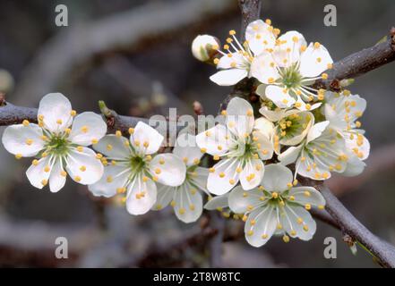 Blackthorn / Sloe (Prunus spinosa) Blüte in Hedgerow, Berwickshire, Schottland, April 1989 Stockfoto