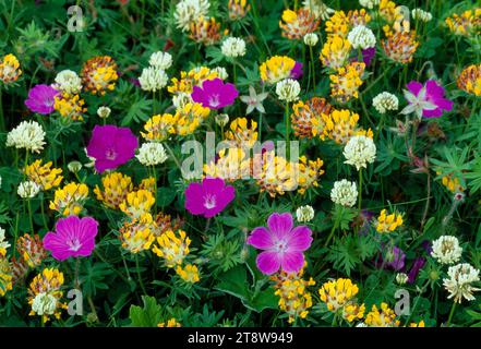 Blutige Kranesvögel (Geranium sanguineum), die mit Weißklee (Trifolium repens) und Nierenwicke (Anthyllis vulneraria) auf Küstengraswiesen wachsen Stockfoto
