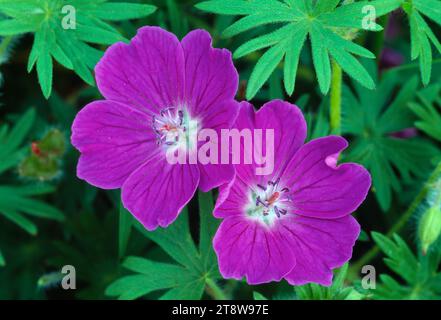 Blutige Kranichschnabel (Geranium sanguineum) Blüten in Küstenrasen, Northumberland, England, Juni 2003 Stockfoto