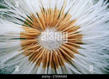 Hammfuss (Tussilago farfarfara) Setzkopf in Rain, Berwickshire, Scottish Borders, Schottland, März 1998 Stockfoto