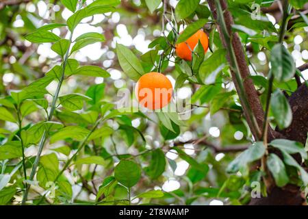 Orangen zwei Stücke, wachsen und Reifen auf Ästen zwischen grünen Blättern. Stockfoto