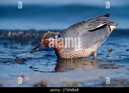 Teal (Anas crecca) männliche Fütterung an der Wasserlinie an einer Ebbe an der Küste, Lindisfarne National Nature Reserve, Northumberland, England, Februar 2002 Stockfoto