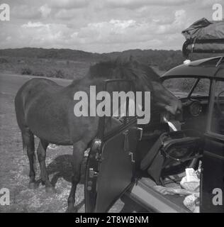 1950er Jahre, historisch, ein Pony, der in eine offene Tür eines Autos aus der Zeit blickt, auf den Mooren von Dartmoor, Devon, England, Großbritannien, mit umgeklapptem Beifahrersitz, Gepäck auf der Dachterrasse. Die Ponys, die im Besitz lokaler Bauern sind, grasen auf dem Moor und sind seit Jahrhunderten ein charakteristisches Merkmal des Nationalparks. Stockfoto