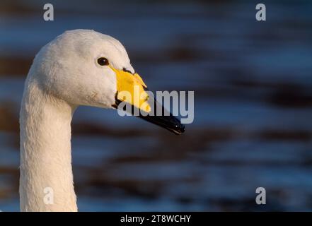 Whooper Swan (Cygnus cygnus) Nahaufnahme von halbgewohntem Vogel im Wildfowl and Wetlands Trusts Caerlaverock Reserve, Dumfries-shire, Schottland Stockfoto